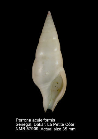 Perrona aculeiformis (5).jpg - Perrona aculeiformis (Lamarck,1816)